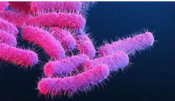 shigella