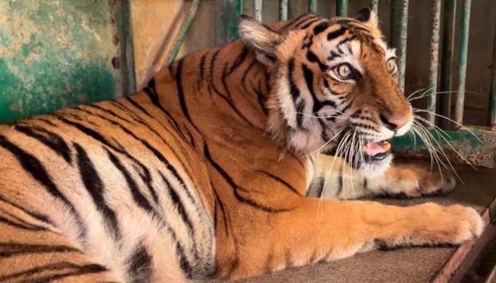 tiger